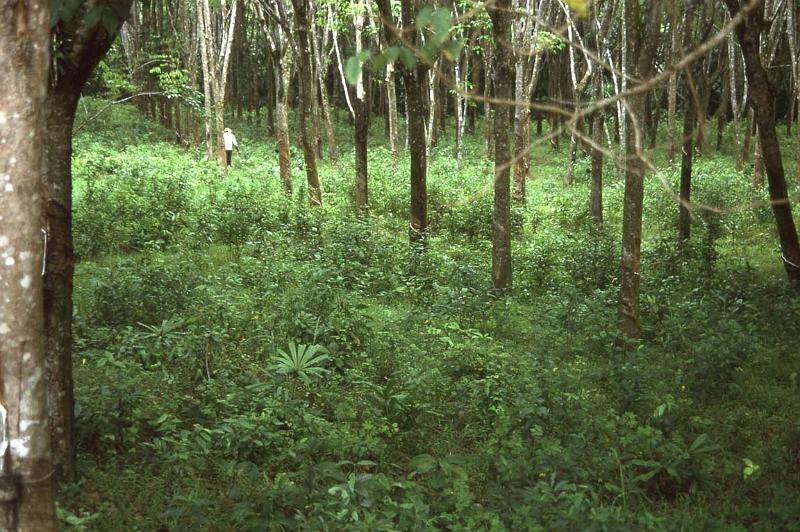 RWT 0115 114-30 Malaysia.jpg